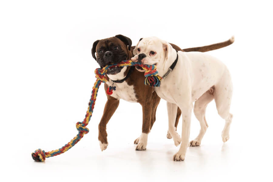 Pet Photography