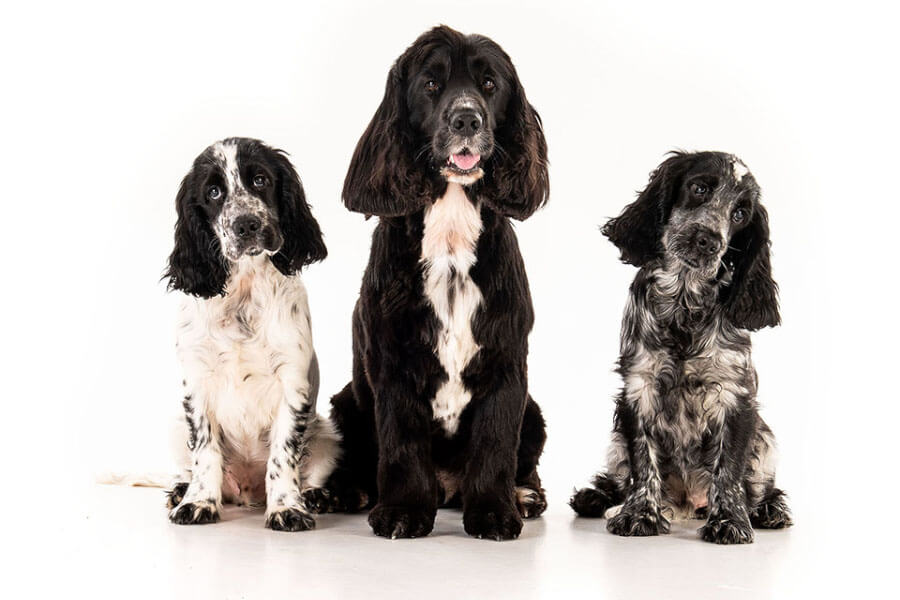 Pet Photography