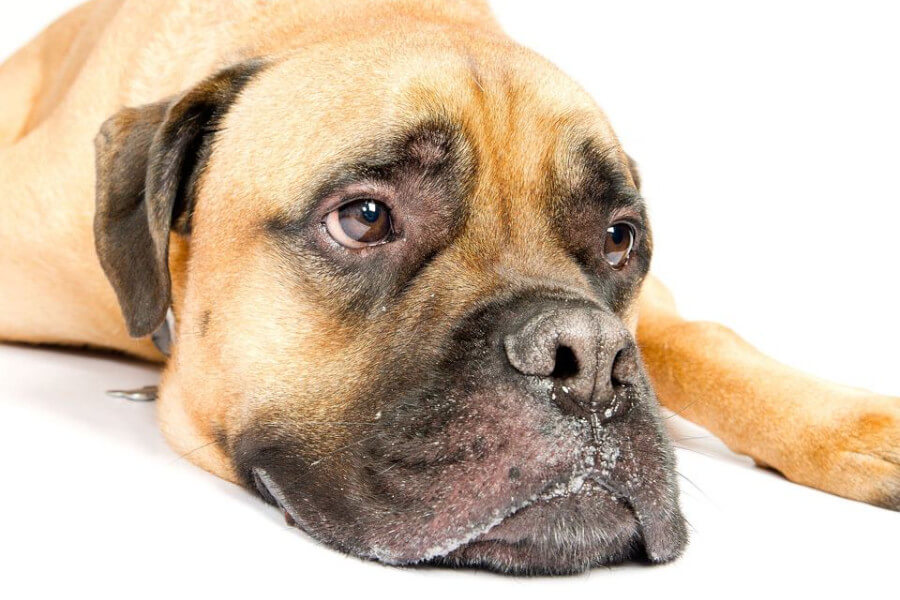 Pet Photography